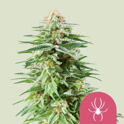 White Widow Feminisoitu Royal Queen Seeds