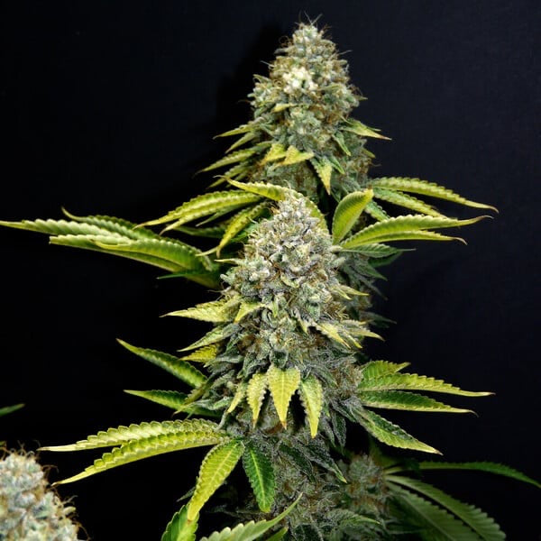 OG Kush Feminisoitu Royal Queen Seeds