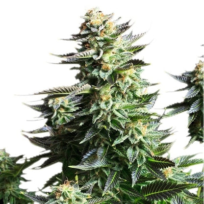 Amnesia Haze Feminisoitu Royal Qyeen Seeds