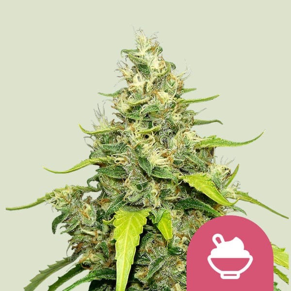 Blue Gelato Feminisoitu Royal Queen Seeds