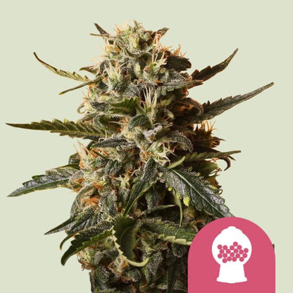 Bubblegum XL Feminisoitu  Royal Queen Seeds