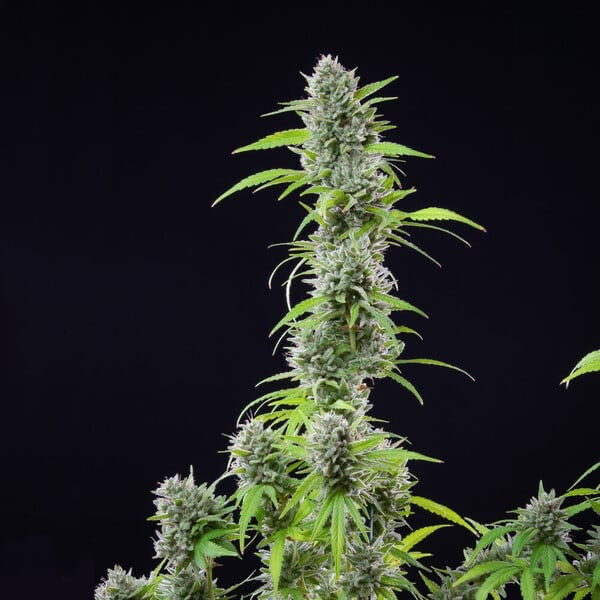 EL Patron Feminisoitu Royal Queen Seeds