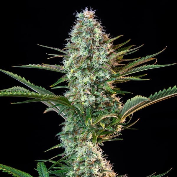 Royal Runtz Feminisoitu Royal Queen Seeds