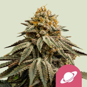 Royal Skywalker Feminisoitu Royal Queen Seeds