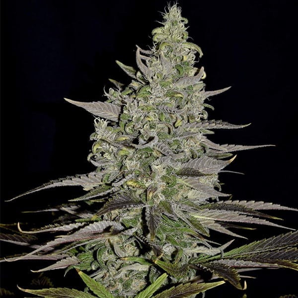 Somango XL Feminisoitu Royal Queen Seeds